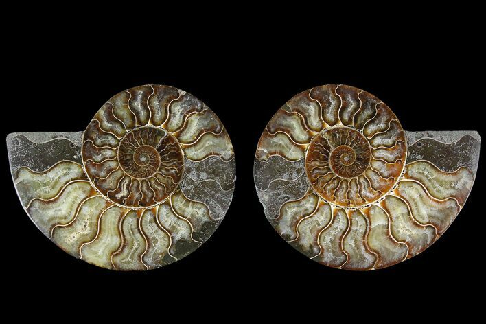 Agate Replaced Ammonite Fossil - Madagascar #168997